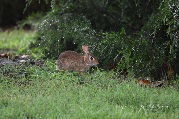 Wild Rabbit Tennessee Safari Park July 2021
