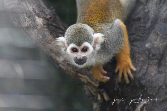 Squirrel Monkey Tennessee Safari Park July 2021