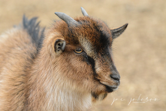 Nubian Dwarf Goat 038503032015