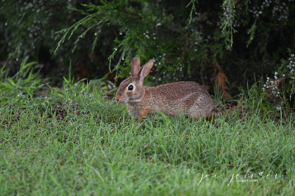 Wild Rabbit Tennessee Safari Park July 2021