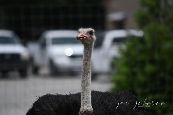 Ostrich Tennessee Safari Park July 2021