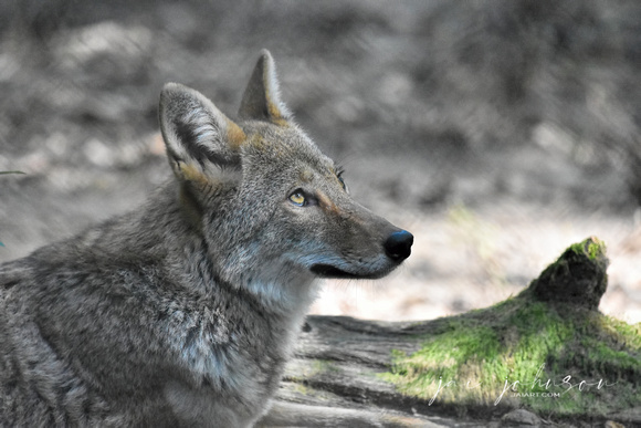 Female Red Wolf Looking Up Into Sunlight