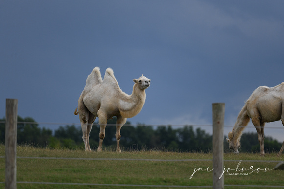 White Camel Tennessee Safari Park July 2021
