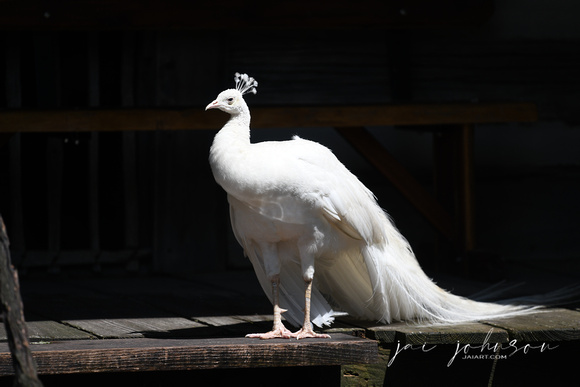 Albino Peacock Tennessee Safari Park July 2021