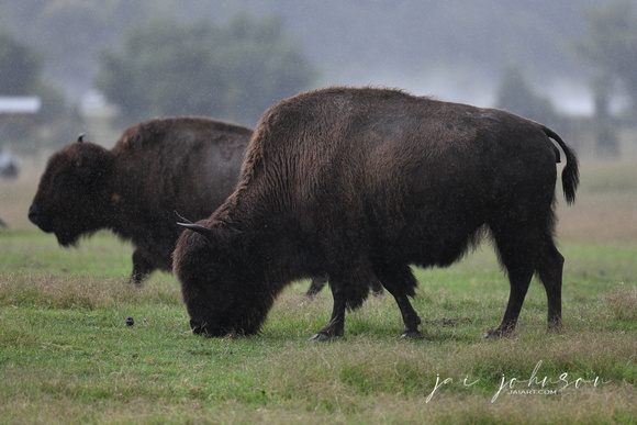 Bison in the Rain Tennessee Safari Park July 2021