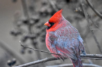 Male Cardinal on A Cold Day