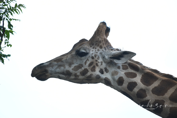 Giraffe Tennessee Safari Park July 2021