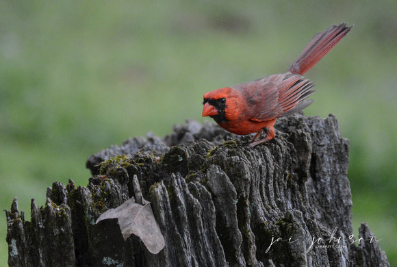 Male Cardinal On An Old Tree Stump 051620152773
