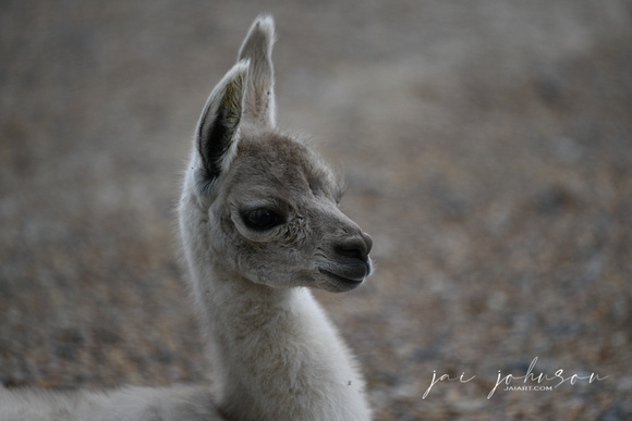 Baby Llama Tennessee Safari Park July 2021