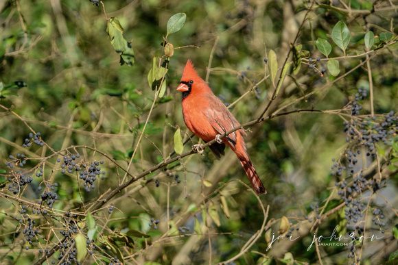 Male Cardinal In A Berry Bush 122320169721