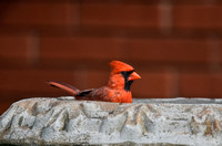 Cardinal In The Bird Bath