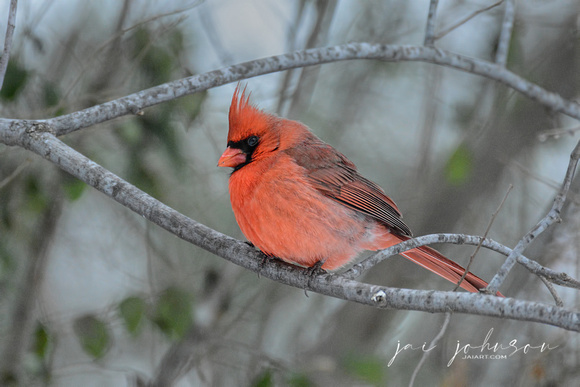 Male Cardinal In Winter 600403072015