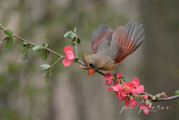 Female Cardinal and Pink Flowers 051620152060