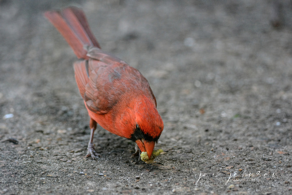 Male Cardinal Catching A Worm 062420157733