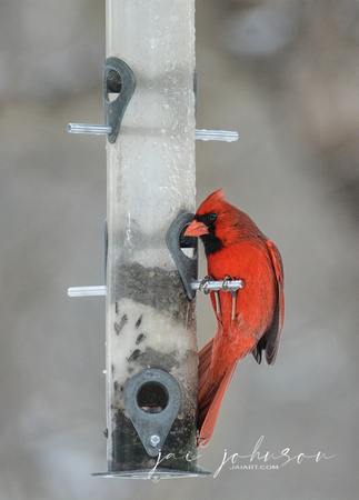 Cardinal On Feeder In Winter 5813CR03072015