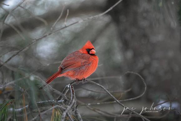 Male Cardinal In Winter 583303072015