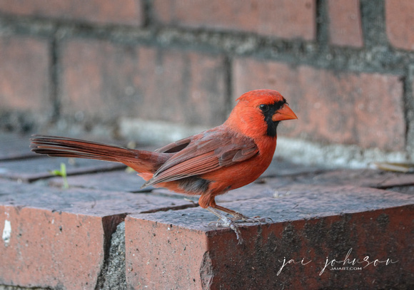 Male Cardinal On The Bricks 062420157751