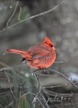 Male Cardinal In Winter 5825CR03072015