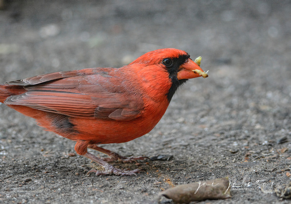 Male Cardinal With A Worm 062420157718
