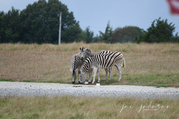 Zebras Tennessee Safari Park July 2021