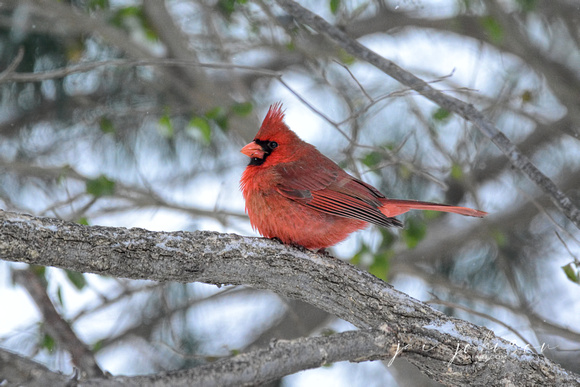 Cardinal In Winter 511203062015