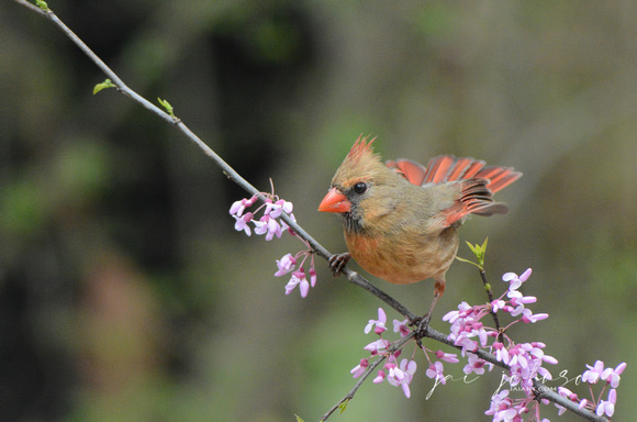 Female Cardinal On Pink Flower Branch 051620152081