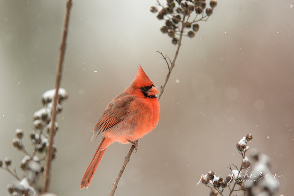 Male Cardinal In Winter