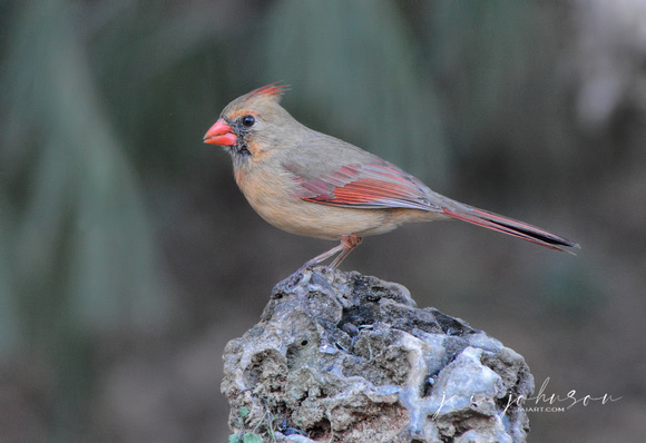 Female Cardinal On A Rock 051620152664