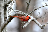 Male Cardinal In Winter