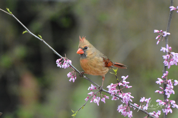 Female Cardinal On Pink Flower Branch 051620152073