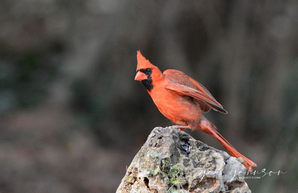 Male Cardinal On A Rock 051620152335
