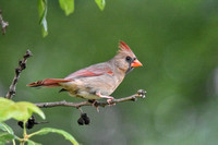 Female Cardinal On Branch