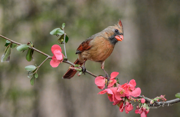 Female Cardinal and Pink Flowers 051620152049