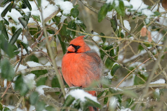 Male Cardinal In Snowy Bushes 586803072015