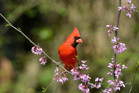 Male Cardinal On Pink Flower Branch 051620152090