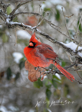 Male Cardinal In The Snow 5425CR03062015