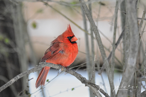 Male Cardinal In Winter 599203072015