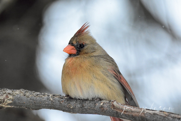 Female Cardinal In Winter 539903062015