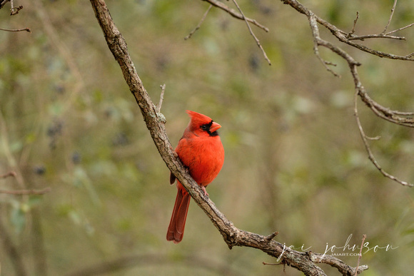 Male Cardinal In Summer