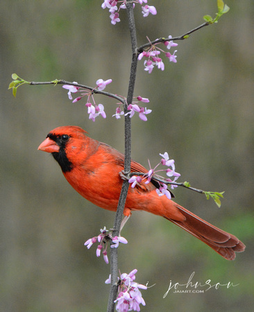 Male Cardinal On Pink Flower Branch 051620152130