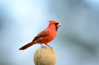 Male Cardinal With Blue Background