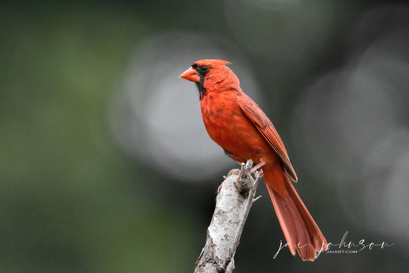 Male Cardinal On Snag