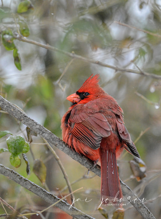 Cardinal In Winter 507203062015