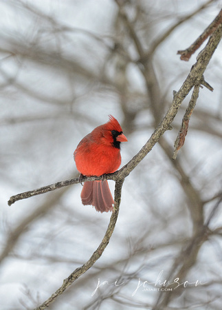 Male Cardinal In Winter 5820CR03072015