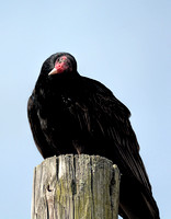 Turkey Vulture On Electric Pole 103304252015