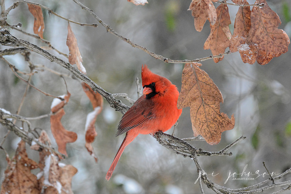 Male Cardinal In Winter 562903062015