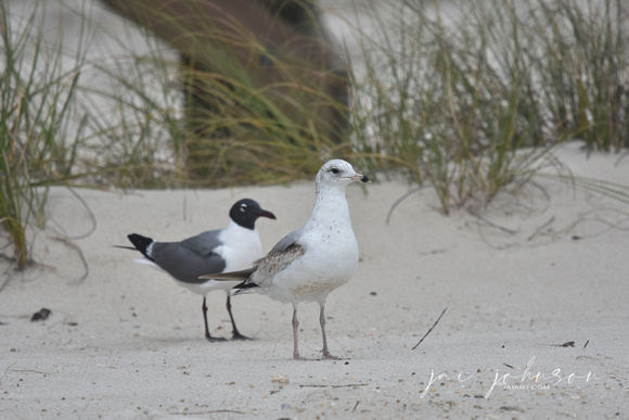 Shorebirds at Dauphin Island Alabama