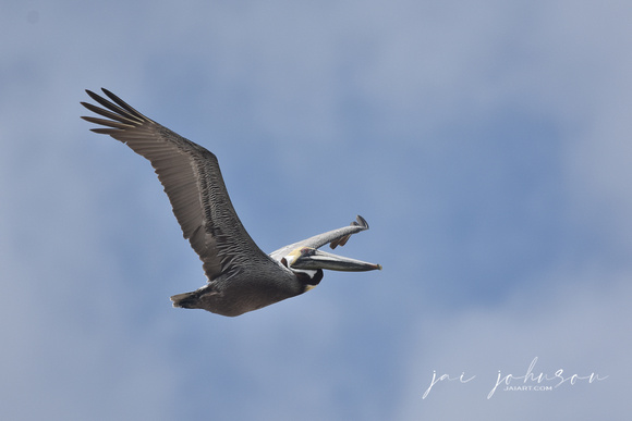 Pelican at Dauphin Island Alabama