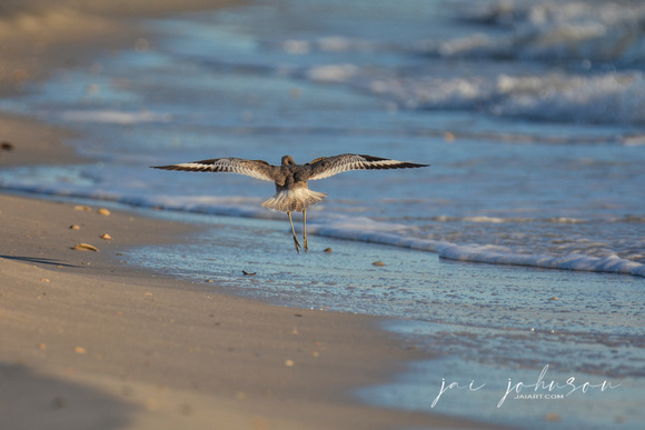 Shorebird Landing On Beach In Cape San Blas 041720172704