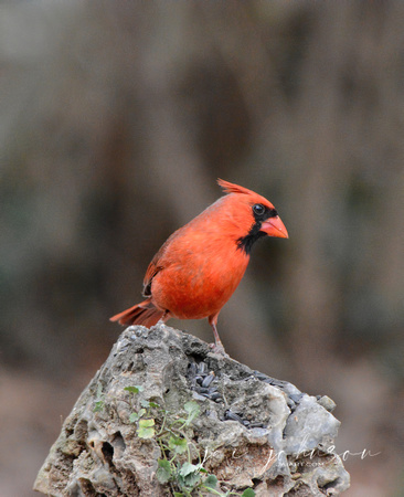 Male Cardinal On A Rock 051620152163